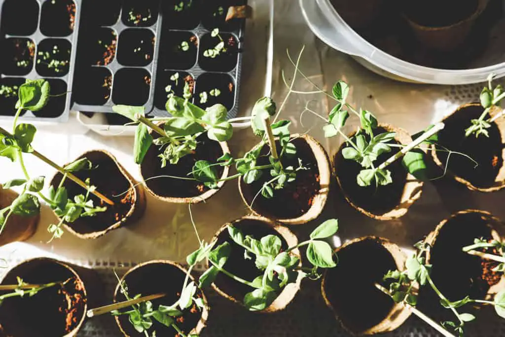 How To Teach An Autistic Child To Respect Plants 🌿 2 How To Teach An Autistic Child To Respect Plants 🌿