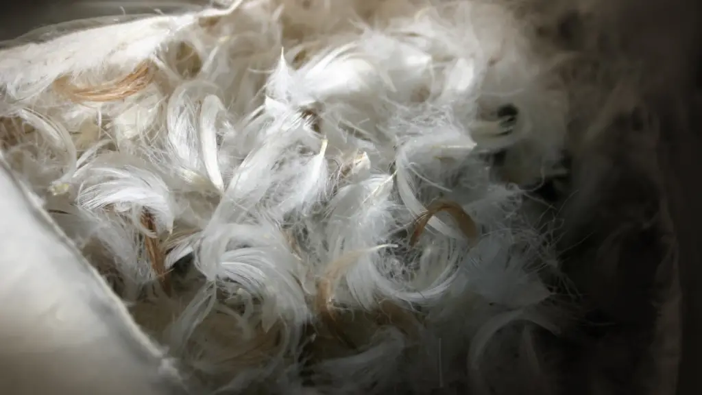 why-do-pillows-have-feathers-we-find-out-safe-sleep-systems