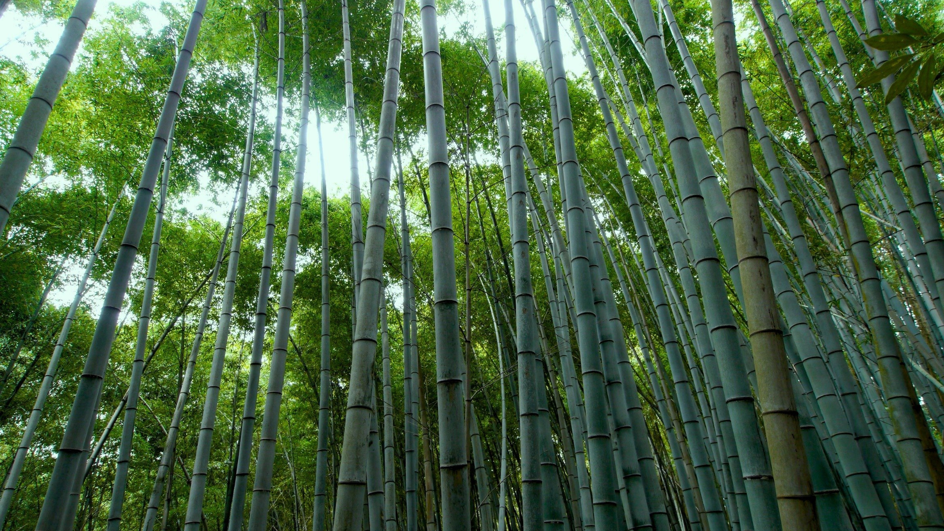 Are Bamboo Pillows Bad For The Environment? 🛌 (We Find Out) Safe